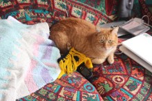 Hangover, Helen Kang's feline, has made his home quite lived in!