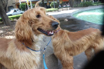 Wriggley has of late liked the California look, so be it, he gets it.