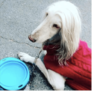 screen-shot-2017-02-25-at-8-16-29-am